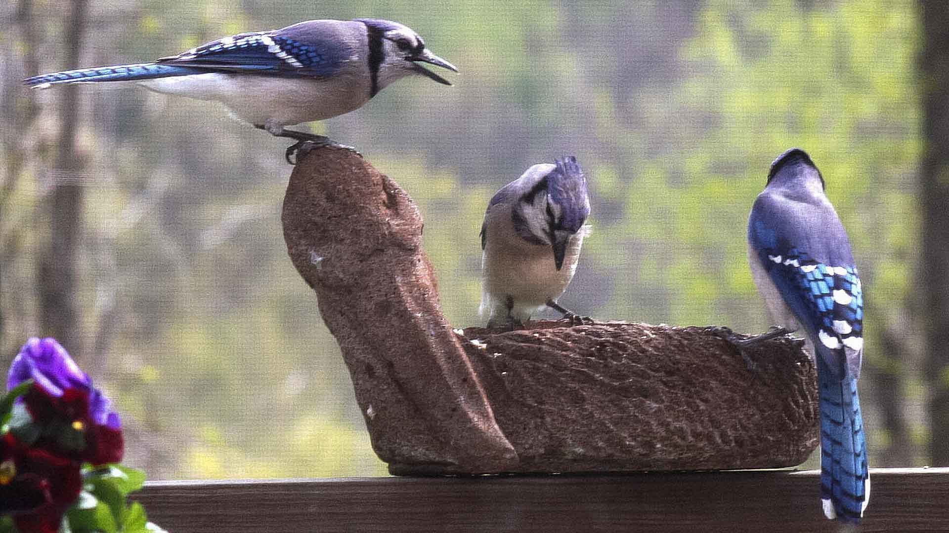 wildBlueJays-7-w-story.jpg